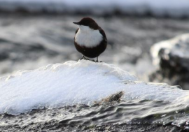 Møte 4.januar - Klubbkveld med planlegging