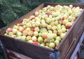 Møte 12.november - Bedriftsbesøk på Fruktpakkeriet i Årdal.